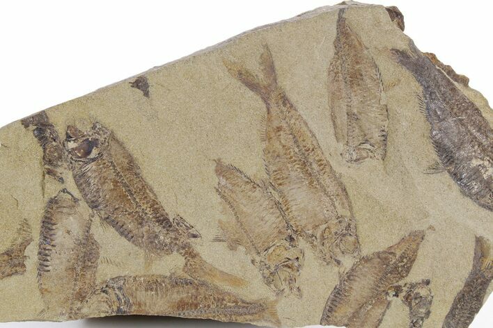 Fossil Fish (Gosiutichthys) Mortality Plate - Wyoming #357169